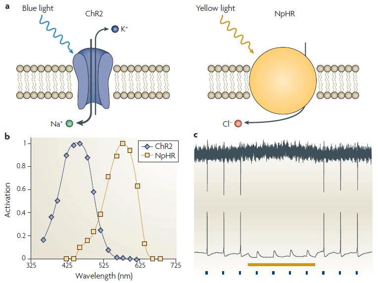 신경세포를 활성화 비활성화 시키는 ChR2 채널과 NpHR 채널