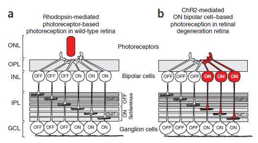 ON bipolar 세포에의 광유전자 전이