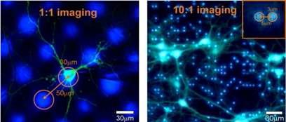LED 기반의 광유전자 전이된 신경세포의 in-vitro 자극