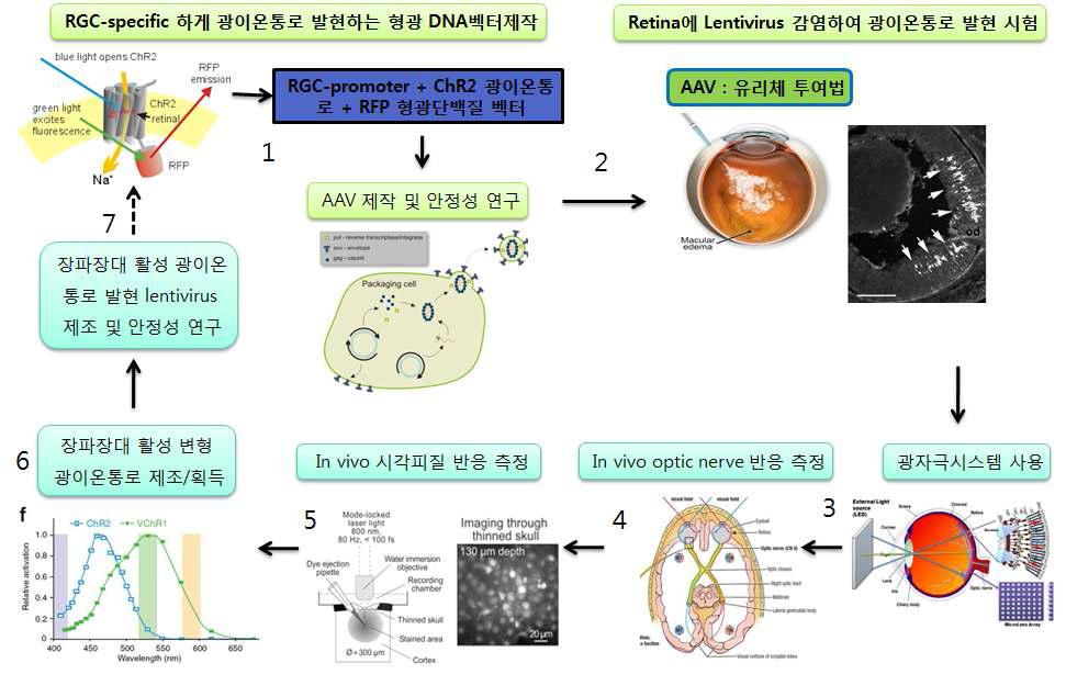 광이온통로를 이용한 인공망막의 연구 흐름도