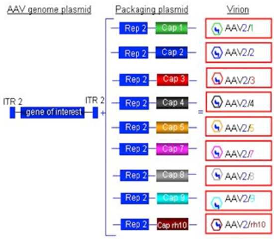 다양한 AAV serotype 종류