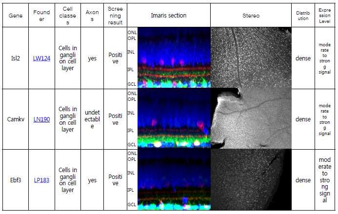 BAC-EGFP reporter 형질전환 생쥐의 망막 발현 양상