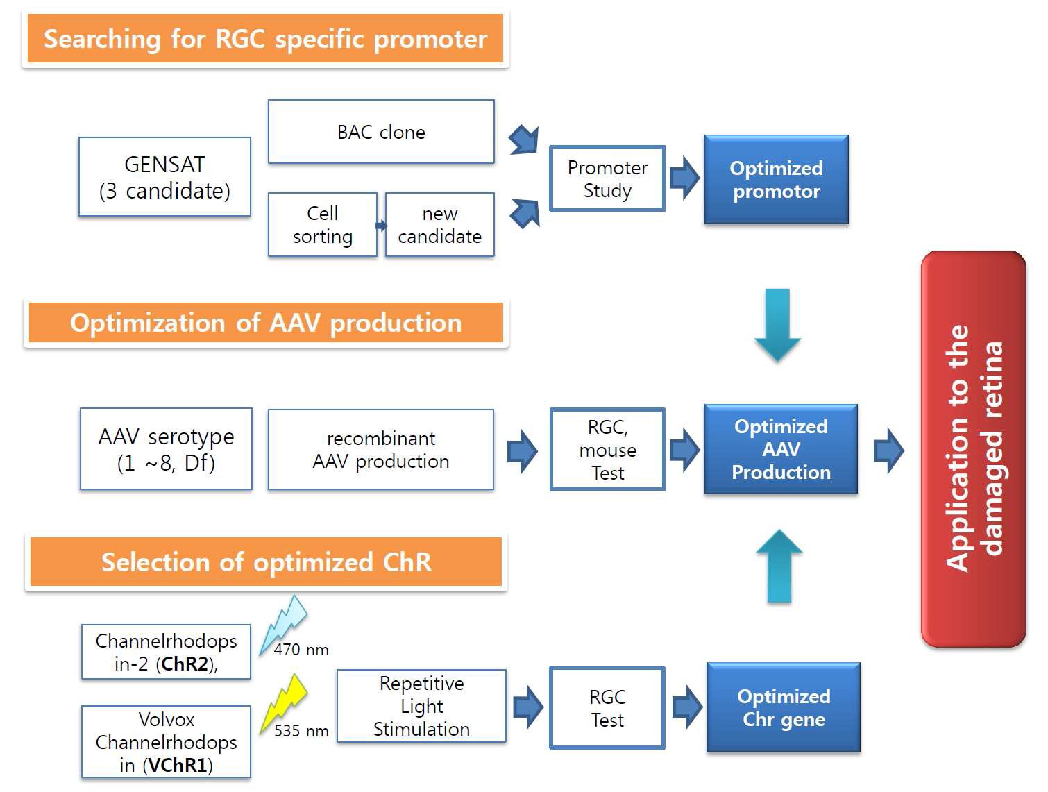 망막절 세포 특이적인 AAV 개발 추진체계