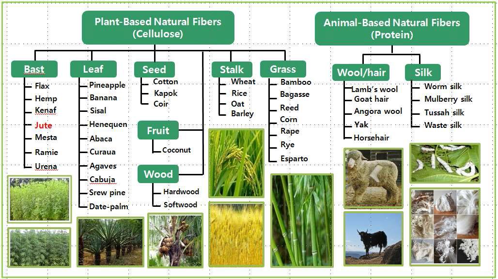 Classification of plant-based natural fibers and animal-based natural fibers according to their natural sources