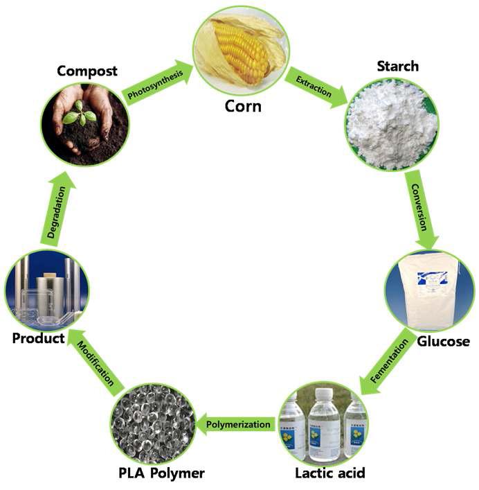 A renewable cycle from corn to PLA and then to the nature, showing the environmental sustainability.