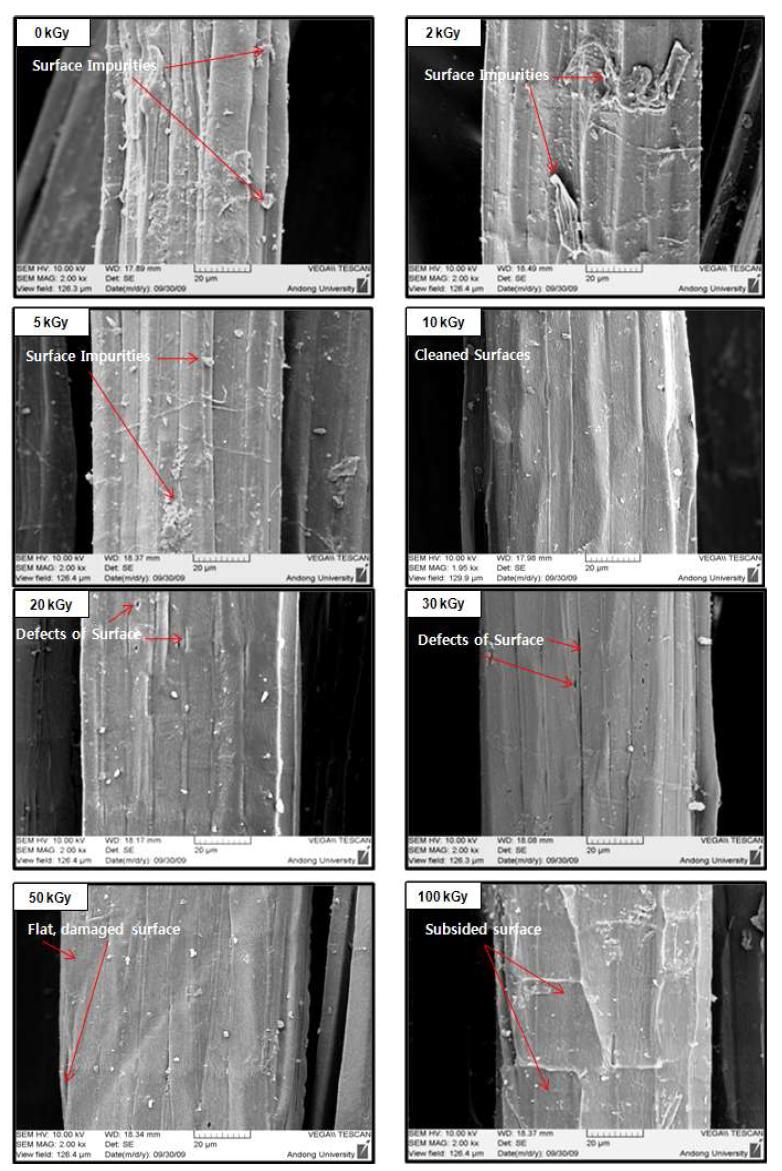 SEM images observed from the longitudinal surfaces of untreated and electron beam treated jute fibers at various EBI doses