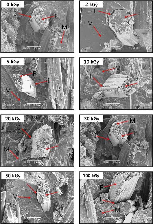 Fracture surfaces of jute/PLA green composites as a function of electron beam intensity