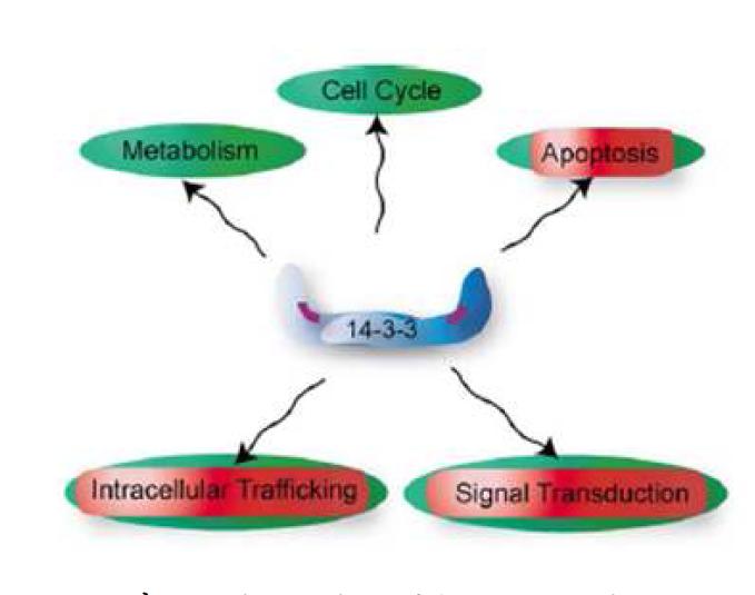 Various actions of 14-3-3 protein.