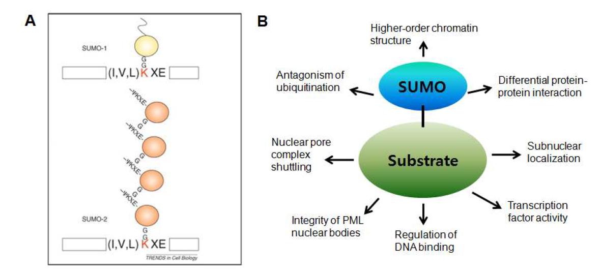 (A) SUMO1 과 SUMO2가 표적 단백질과 결합된 모습 (B) Signaling functions of SUMO.