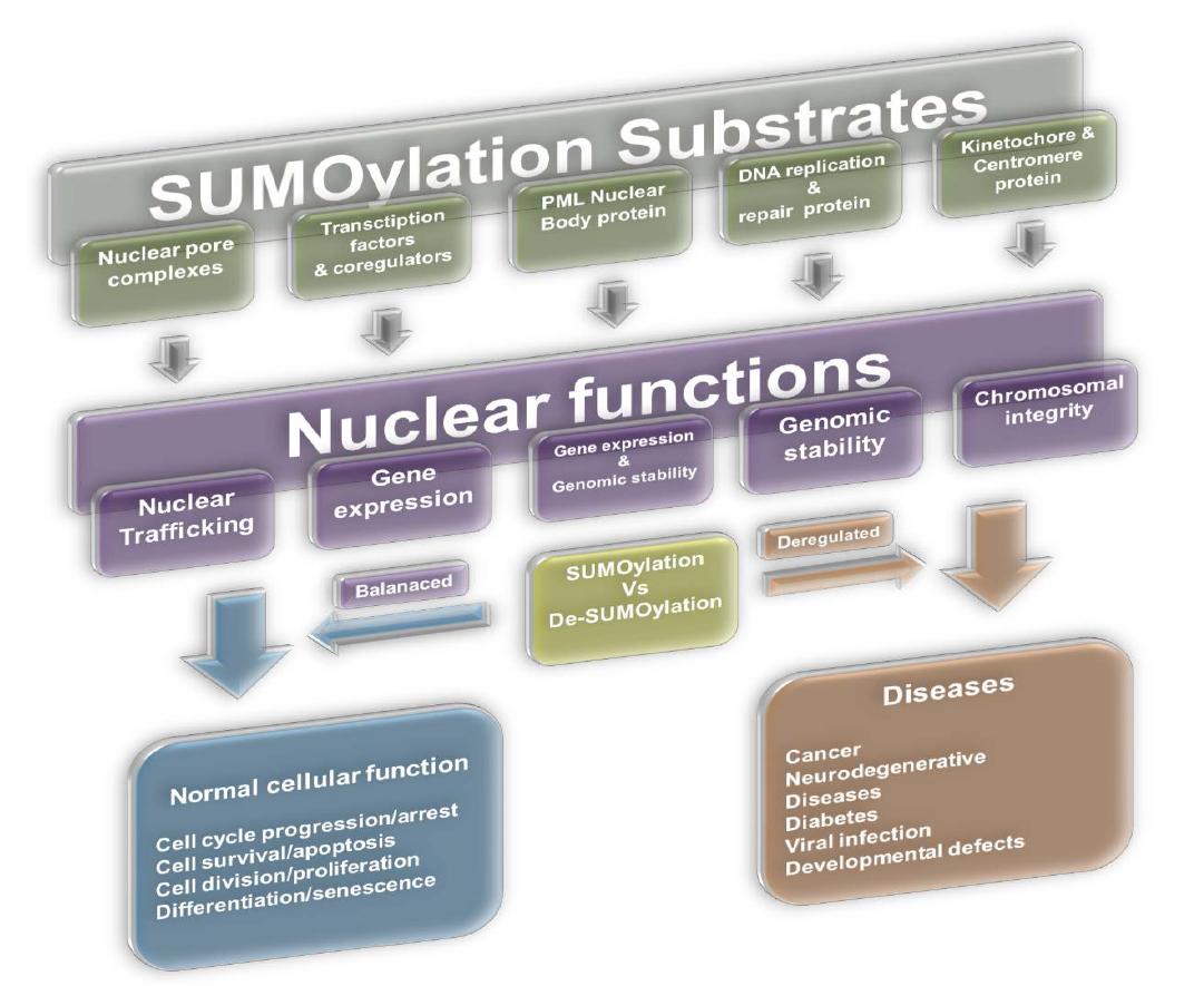 SUMOylation substrates and their functions.
