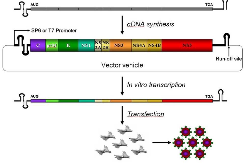 일본뇌염바이러스의 역상유전자시스템(reverse genetics system).