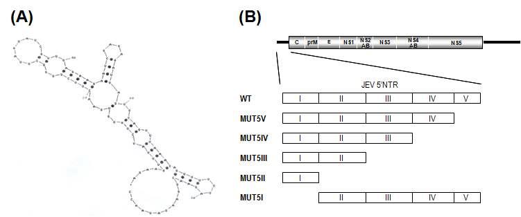 일본뇌염바이러스 5’NTR(95 nucleotides)의 predicted RNA secondary structure (A)와 이 부위에 삽입된 5’ progressive deletion을 가진 mutant를 나타내는 모식도 (B).