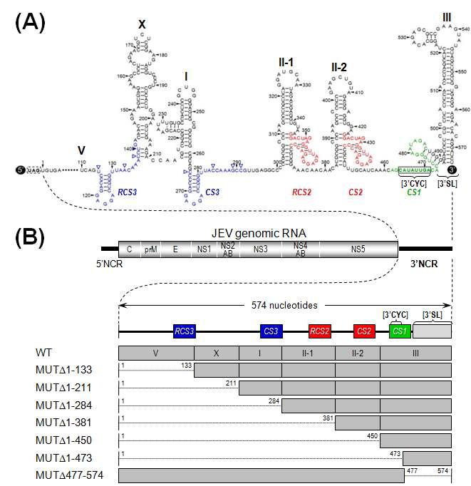 일본뇌염바이러스 3’NTR(574 nucleotides)의 predicted RNA secondary structure (A)와 이 부위에 3’ progressive deletion을 가진 mutant를 나타내는 모식도 (B).