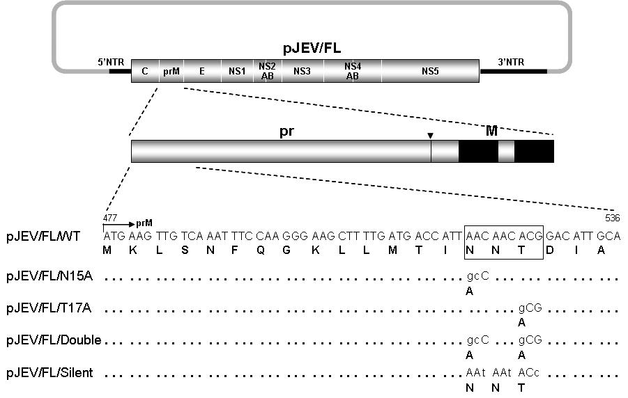 JEV prM 단백질의 pr domain에 존재하는 N-linked glycosylation motif와 이 motif에 엔지니어링된 다양한 종류의 mutant들을 나타낸 모식도.