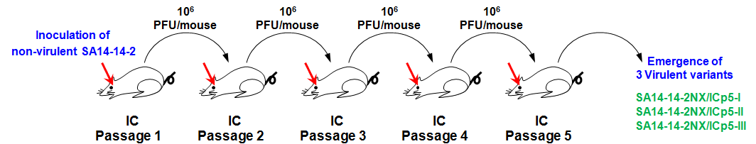 Non-neurovirulent strain SA14-14-2로부터 3개의 isogenic neurovirulent strain의 분리 및 정제