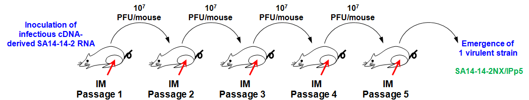 Non-neuroinvasive strain SA14-14-2로부터 1개의 isogenic neuroinvasive strain의 분리 및 정제