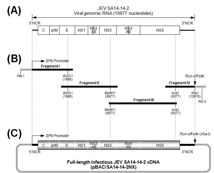 일본뇌염바이러스 SA14-14-2의 infectious cDNA 합성과정을 나타낸 모식도.