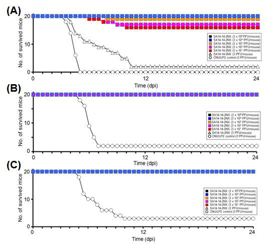 마우스에 SA14-14-2NX 바이러스를 IC(A), IM(B), 및 IP(C) route로 접종하였을 때의 마우스 치사율 비교.