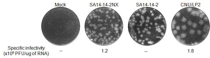 Parental strain SA14-14-2와 full-length cDNA로부터 합성된 recombinant virus SA14-14-2NX의 특이적 감염도 및 플라크의 형태 비교.