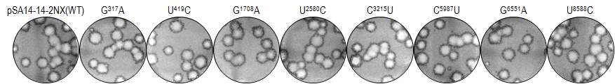 플라크의 형태. SA14-14-2NX로부터 만들어진 8개의 mutant에 의해서 생성되는 대표적인 플라크의 형태.
