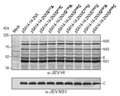 바이러스 단백질의 발현정도. SA14-14-2NX로부터 만들어진 8개의 mutant에서 발현되는 바이러스 단백질의 발현정도를 hyperimmune serum(JEV HI)와 anti-JEV NS1 항혈청을 사용한 immunoblot analysis로 분석한 결과.