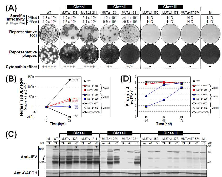 7개의 JEV 3’NCR deletion mutant의 기능적 분석.