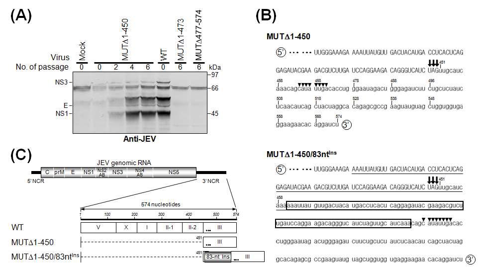 MUTΔ1-450의 RNA replication은 바이러스 NS5 단백질의 C-말단에 존재하는 83개의 염기을 deletion된 부위에 새롭게 첨가함으로써 이루어진다