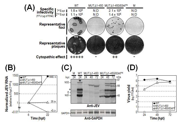 MUTΔ1-450 RNA는 NS5 단백질의 C-말단에 위치한 83개의 염기를 복사함으로써 자가복제능을 획득할 수 있다.