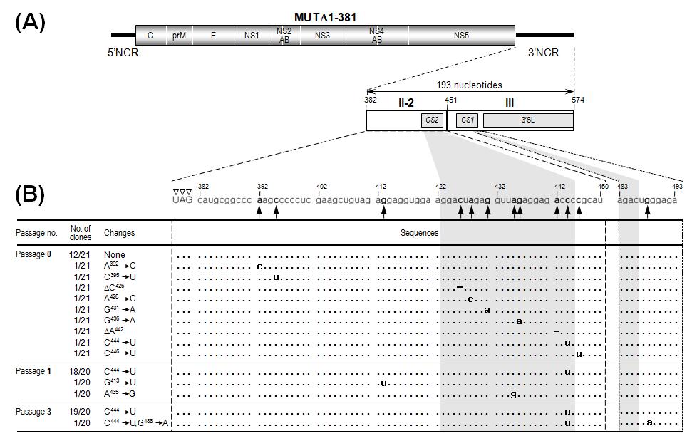 MUTΔ1-381 RNA로 형질전환된 BHK-21세포에서 생산된 progeny virion의 genomic RNA에서 발견된 12개의 서로 다른 point mutations