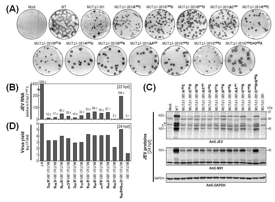 MUTΔ1-381 RNA에 삽입된 point mutation의 영향 분석.