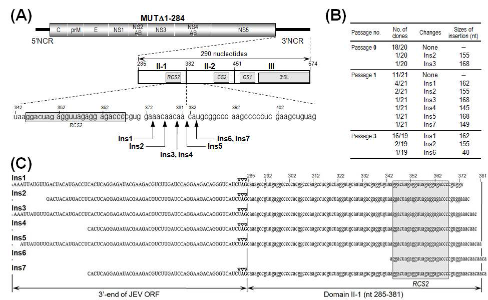 MUTΔ1-284 RNA로 형질전환된 BHK-21세포에서 생산된 progeny virion의 genomic RNA에서 발견된 7개의 inserted sequence (Ins 1-7).