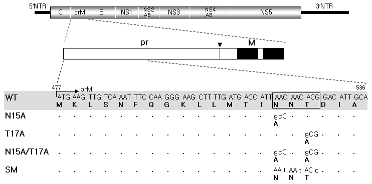 JEV prM의 pr domain에 존재하는 N-linked glycosylation motif와 이 motif에 엔지니어링된 다양한 종류의 mutant들을 나타낸 모식도.