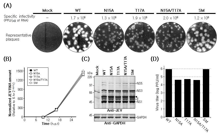 prM N-glycosylation mutation이 virus RNA replication, protein expression, virus yield, 및 plaque morphology에 미치는 영향 분석