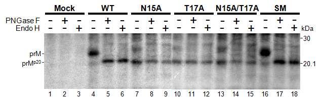 PNase F와 Endo H 처리이후 prM 단백질의 mobility shift.