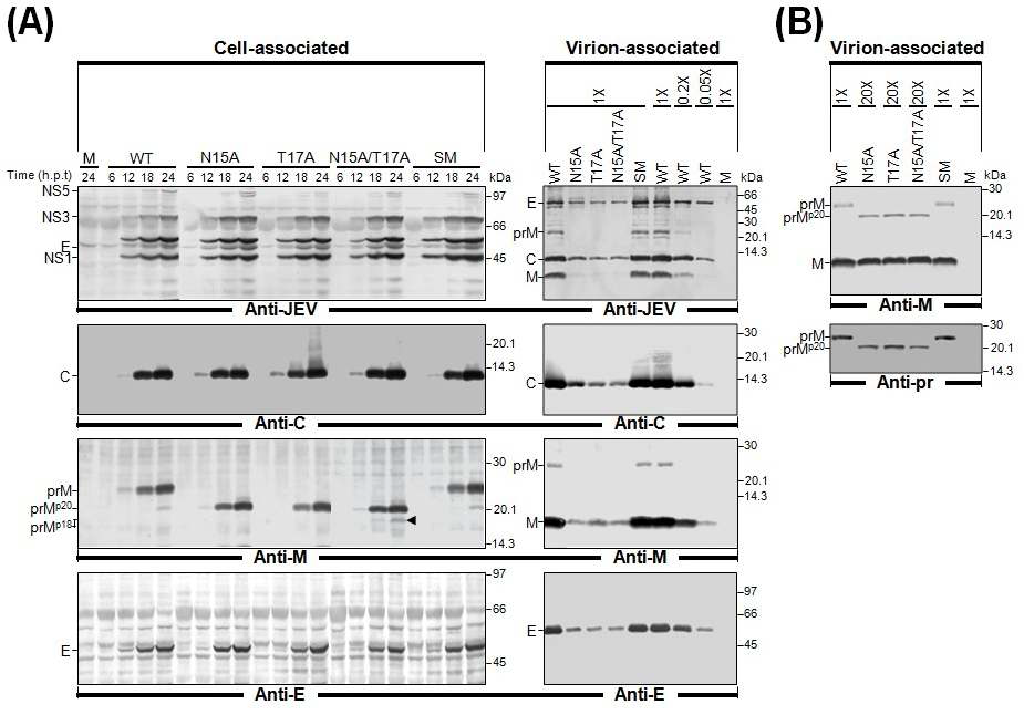 prM N-glycosylation mutant로 감염된 세포 내에 존재하는 구조단백질과 세포 밖으로 방출된 바이러스 입자의 구조단백질의 양 비교 (immunoblotting).