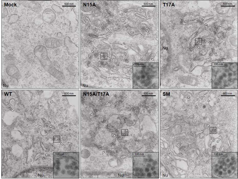 전자현미경 분석. prM N-glycosylation mutant와 wild type 바이러스로 감염된 세포내에 형성된 preformed intracellular viral paticle의 양 비교 분석.