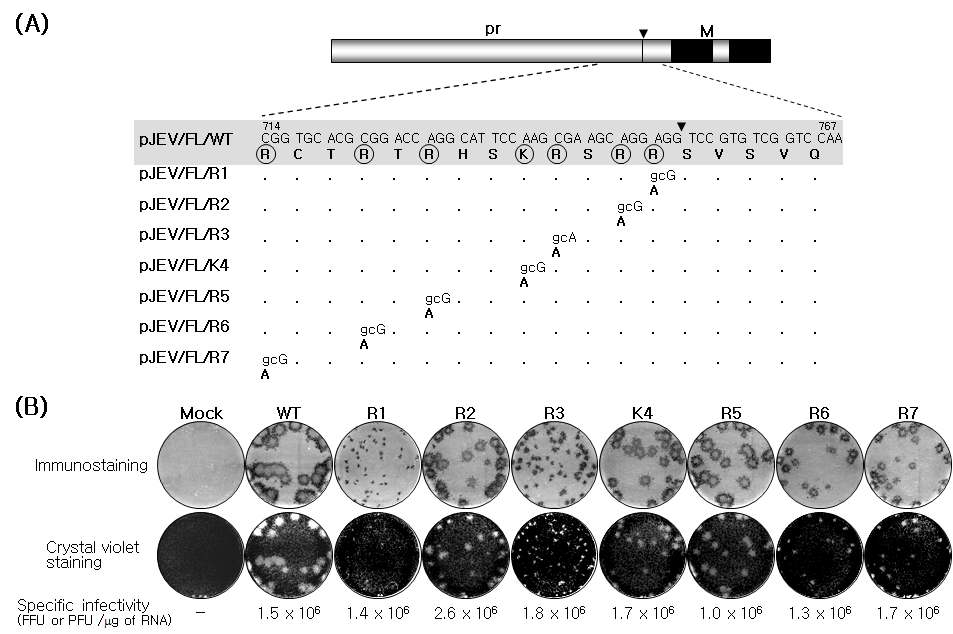 JEV pr-M cleavage site에 존재하는 highly conserved basic amino acids와 이들 각각을 Ala으로 치환시킨 7개의 mutant 분석.