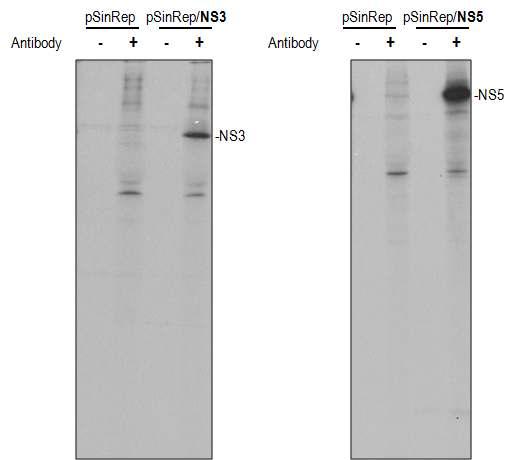 pSinRep19 벡터로부터 발현된 NS3와 NS5 단백질(immunoprecipitation).