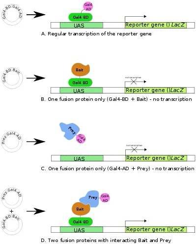 Gal4-based yeast 2-hybrid system을 설명하는 모식도.