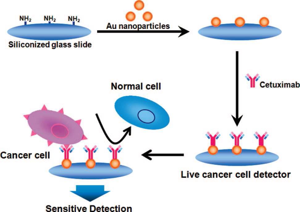 암세포검지를 위한 Cell biosensor의 개념도