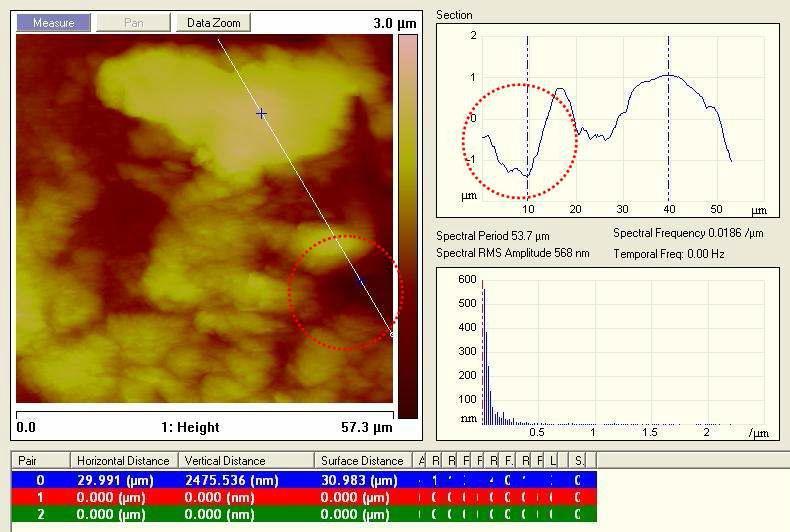 osteoclast 세포조직에 c의ro해ss서-s e침ct식io당n 한ro udgehnnteinsse (표우면)의 AFM topology image (좌) 와cross-section roughness (우)