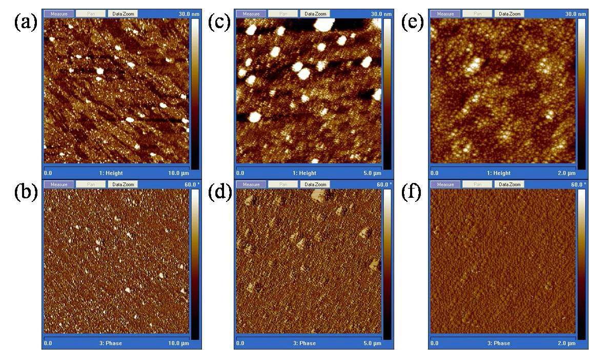 AFM Tapping mode를 이용하여 얻은 DNA-aptamer image 10 μm × 10 μm (a) height and (b) phase image, 5 μm × 5 μm (c) height and (d) phase image, 2 μm × 2 μm (e) height and (f)phase imagehttp://rrms.kisti.re.kr/bitext_popup.do#