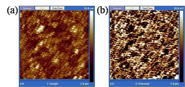 KPFM으로 얻은 DNA-aptamer image (a) Height image (b) Surface potential image