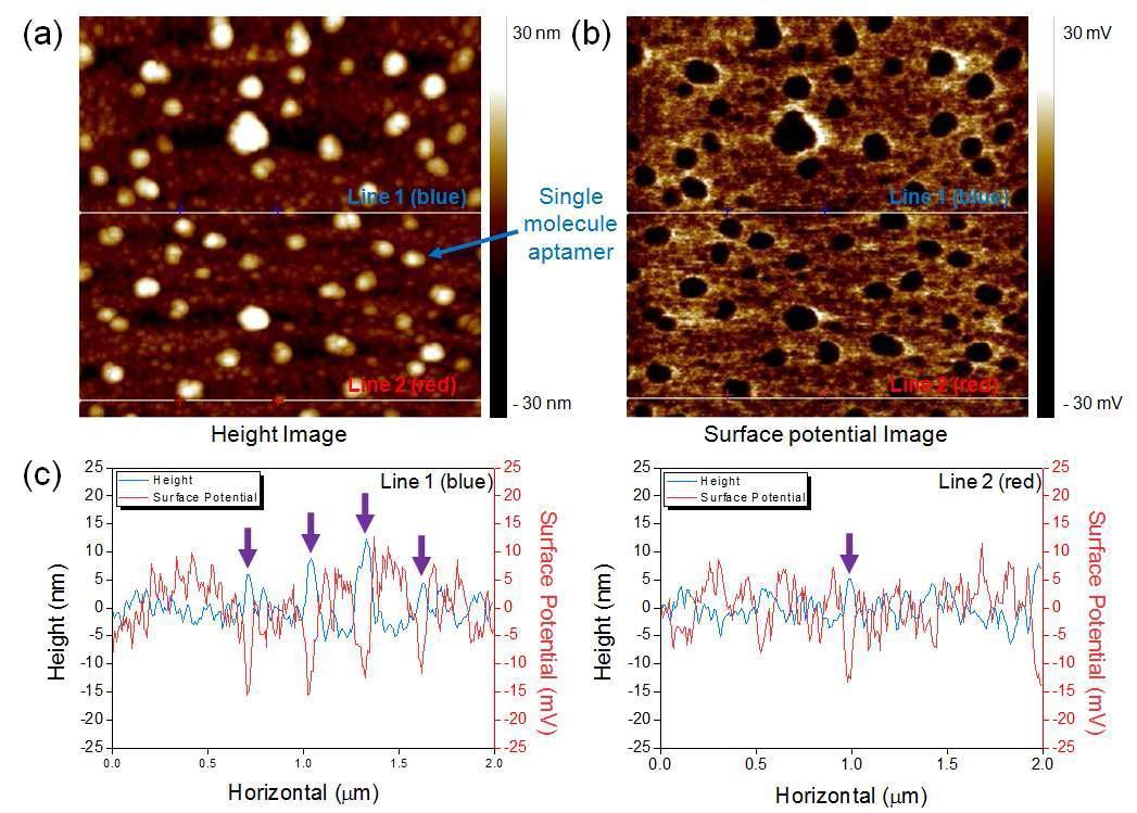 본 연구실에서 수행한 DNA aptamer의 단분자해상도의 AFM 및 KPFM 이미징. (a) AFM topological imaging (2 μm × 2 μm), (b) KPFM의 surface potential 이미징 (2 μm ×2 μm), (c) 이미지 중에서 흰색 선상을 line scan 한 height와 surface potential 결과