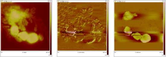 Peak force tapping image 좌) height, 중) deformation, 우) adhesion image