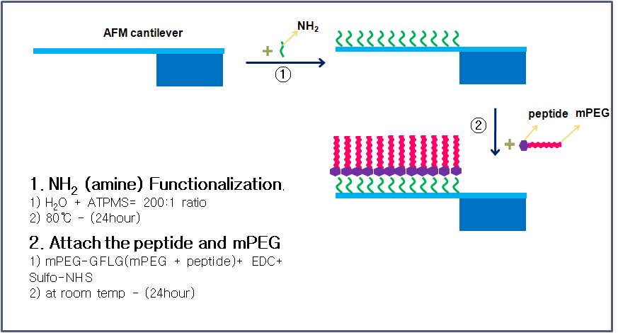 AFM tip 표면에 peptide 고정화를 위한 linker SAM의 형성과 peptide probe의 제조