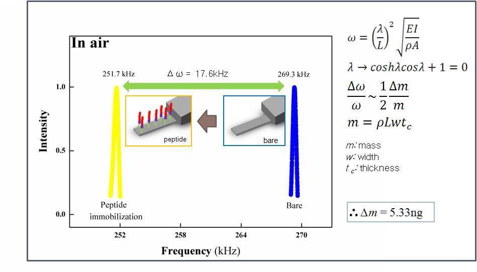AFM　tip 위의 peptide probe의 고정화 전후의 공진주파수변화양상