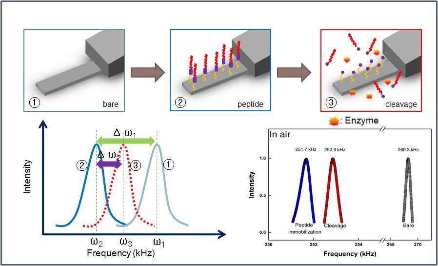 peptide cleavage 전후의 AFM tip의 공진주파수변화 거동