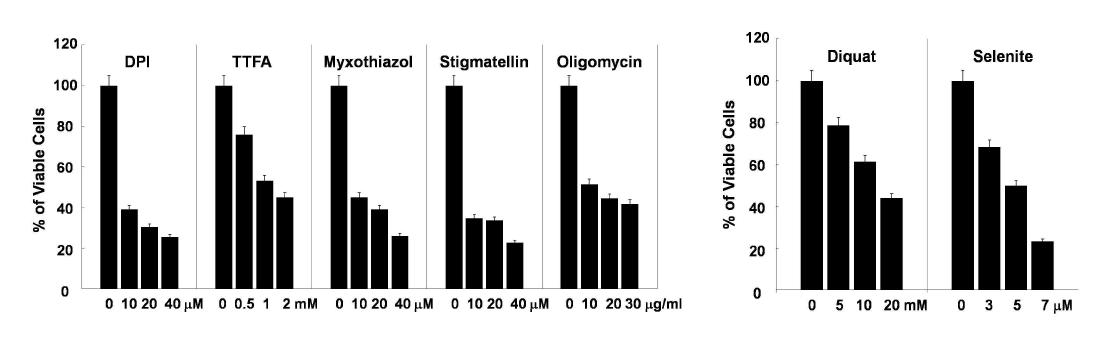 악성 glioma 세포주에서의 mitochondrial complex inhibitor들과 ROS generator들의 cytotoxic effect T98G 세포에 각 농도의 mitochondrial complex inhibitor들과 diquat 또는 selenite를 24 시간 처리한 후 세포 생존도를 calcein-AM/EthD-1 (Live & Dead kit)으로 분석