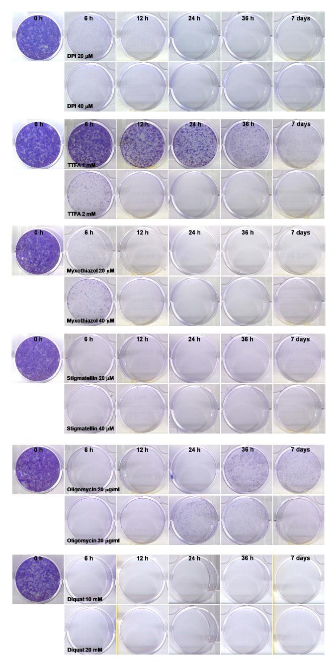 Malignant glioma 세포주에 mitochondrial complex inhibitor들과 diquat 처리 후 colony forming assay